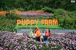 Tour Đà Lạt: Datanla - Quê Garden - Thung lũng Tình Yêu - Puppy Farm